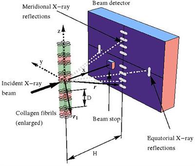 Bone Ultrastructure as Composite of Aligned Mineralized Collagen Fibrils Embedded Into a Porous Polycrystalline Matrix: Confirmation by Computational Electrodynamics